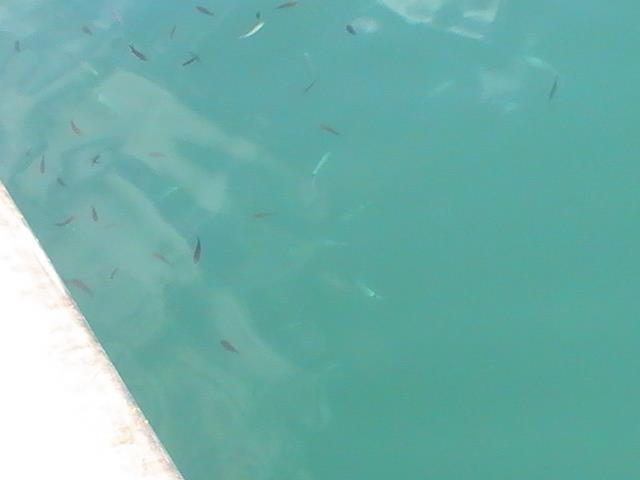 incep sa apara pesti din franta - 2013-08-26-162906-2.jpg